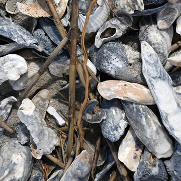 Sea Shell Bed With Oyster Shells