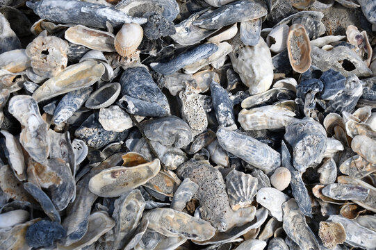Sea Shell Bed With Oyster Shells