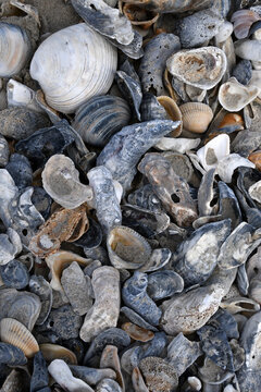 Sea Shell Bed With Oyster Shells
