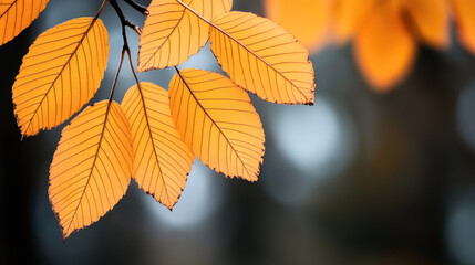Fototapeta premium Close-up of vibrant orange autumn leaves on a branch with a blurred background, showcasing detailed veins and a soft natural bokeh effect.