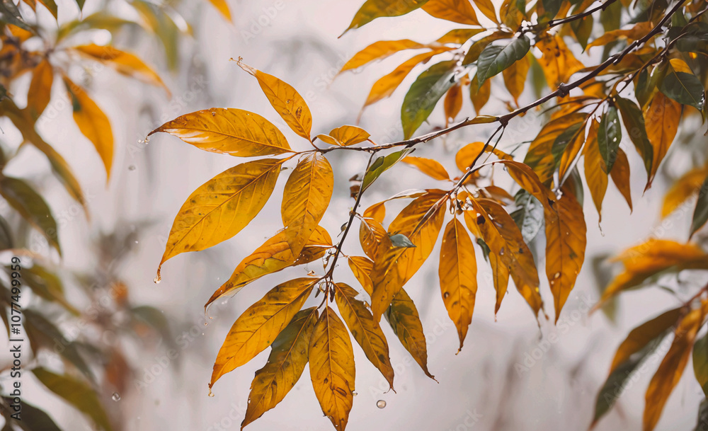 Poster leafy tree branch with leaves that are wet