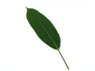 Obraz premium Isolated Green Herbal Supplement Leaf on White Background