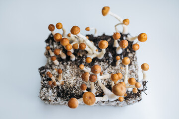 Growing Psilocybe Cubensis Mushrooms on Mycelium