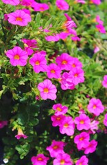 Fototapeta premium pink flowers in the garden