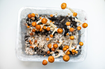 Growing Psilocybe Cubensis Mushrooms on Mycelium - Organic Cultivation and Fruiting