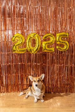 Corgi with 2025 gold balloons and tinsel backdrop

