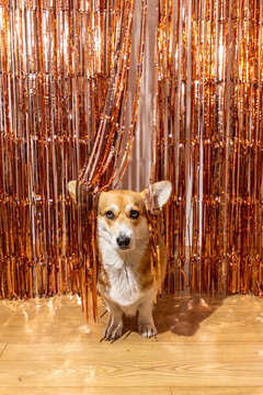 Corgi dog posing with metallic tinsel backdrop

