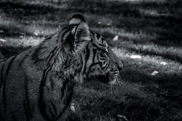 photography of tigers in the middle of nature playing calmly