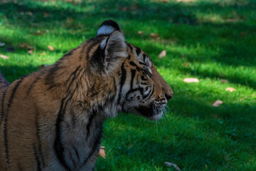photography of tigers in the middle of nature playing calmly
