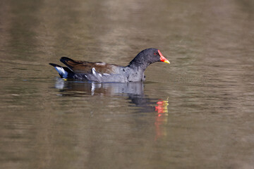 Galinha-d’água, nome cientifico (Gallinula chloropus).Uma galinha de água a nadar.