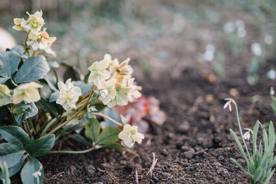 Hellebore flowers with soil and greenery background