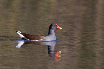 Galinha-d’água, nome cientifico (Gallinula chloropus).
Uma galinha água a nadar sozinha nas águas calmas de um lago.
