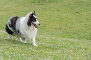 Collie en el parque 