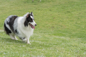 Collie en el parque 