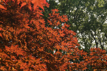 Detalle de follaje roja