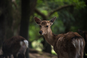 Ciervo sika en Nara. 