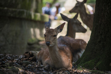 Ciervo sika en Nara. 