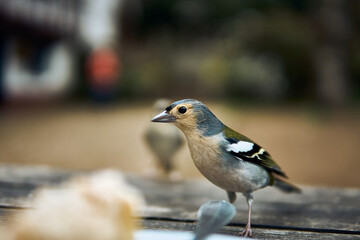 Bird foraging near crumbs on a wooden table in a park in daylight