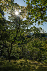 Paisaje de jardín japonés 