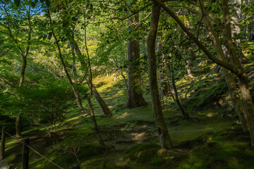 Paisaje de jardín japonés 