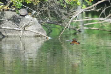 kingfisher is hunting a fish