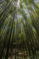 Fototapeta premium Bosque de bambú vista desde un plano contrapicado.