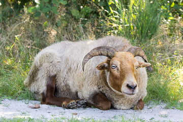 Closeup of Drenthe Heath sheep lying or standing grazing on and along an unpaved sand path on Ballo&euml;rveld province Drenthe in the Netherlands against a background of blurry green bushes and treetops