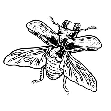 insects in old style antique hand drawn woodcut illustration