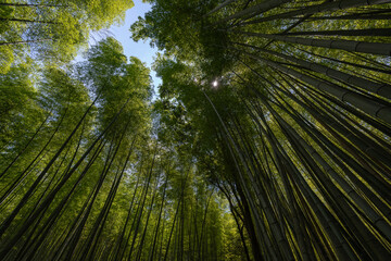 Bosque de bambú vista desde un plano contrapicado.