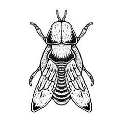 insects in old style antique hand drawn woodcut illustration