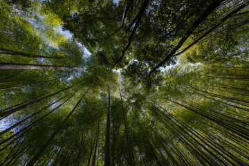 Bosque de bambú vista desde un plano contrapicado.