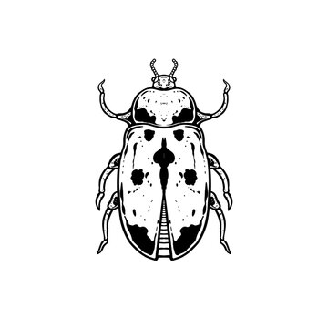 insects in old style antique hand drawn woodcut illustration