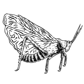 insects in old style antique hand drawn woodcut illustration