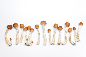 Hallucinogen mushrooms, Psilocybe Cubensis for Depression Treatment: Exploring Psilocybin’s Healing Potential