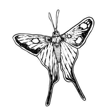 insects in old style antique hand drawn woodcut illustration