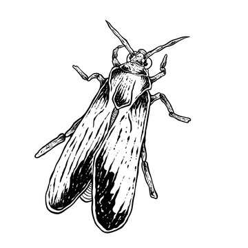 insects in old style antique hand drawn woodcut illustration