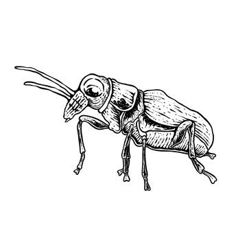 insects in old style antique hand drawn woodcut illustration