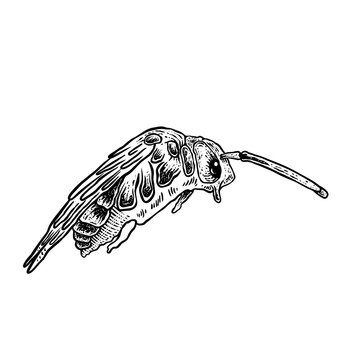 insects in old style antique hand drawn woodcut illustration