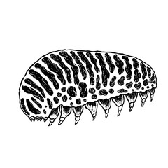 insects in old style antique hand drawn woodcut illustration