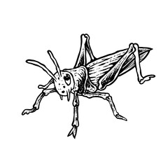 insects in old style antique hand drawn woodcut illustration