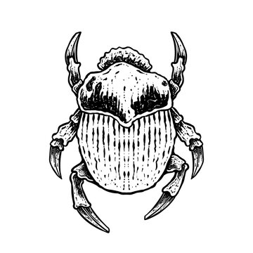 insects in old style antique hand drawn woodcut illustration