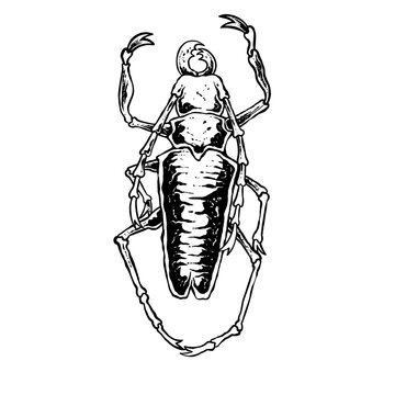 insects in old style antique hand drawn woodcut illustration