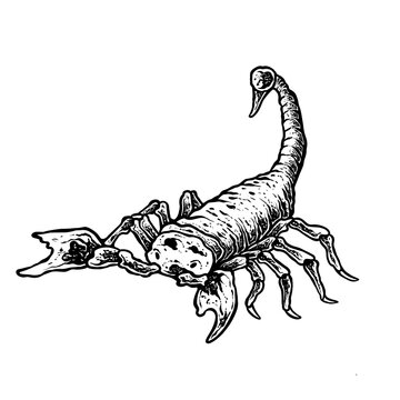insects in old style antique hand drawn woodcut illustration