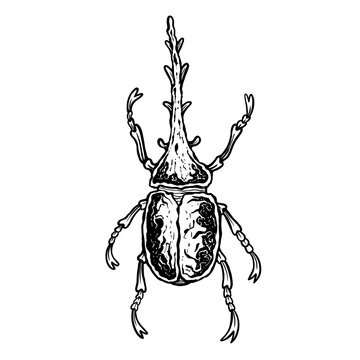 insects in old style antique hand drawn woodcut illustration