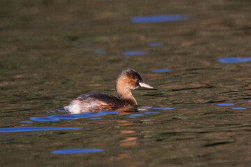 Mergulhão-pequeno, nome cientifico (Tachybaptus ruficollis). Pequena ave aquatica que anda sempre a mergulhar na água de um lado para oo outro.