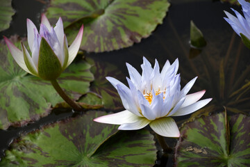 A Stunning Group Of Pale Lavender Water Lillies