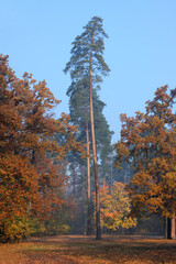 Autumn forest in the morning haze. Tall and straight pines against the blue sky.