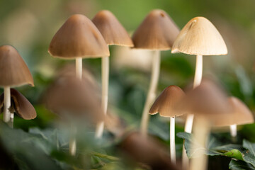 Close-up of small brown mushrooms in a natural forest setting featuring delicate caps and slender stems. The lighting highlights the intricate details of their caps.