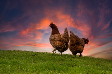 Morning has broken, two red hens enjoy foraging free range on grassy lawn in rural Shropshire as the sky behind creates a wonderful backdrop of glorious reds and blues.