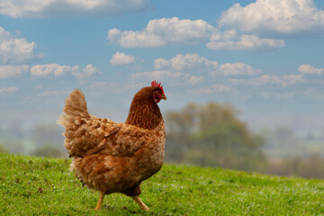 Little brown hen, wandering free range on grassy bank in English countryside, organic hens are popular in UK Avian flu is a threat to all birds in the UK and beyond .
